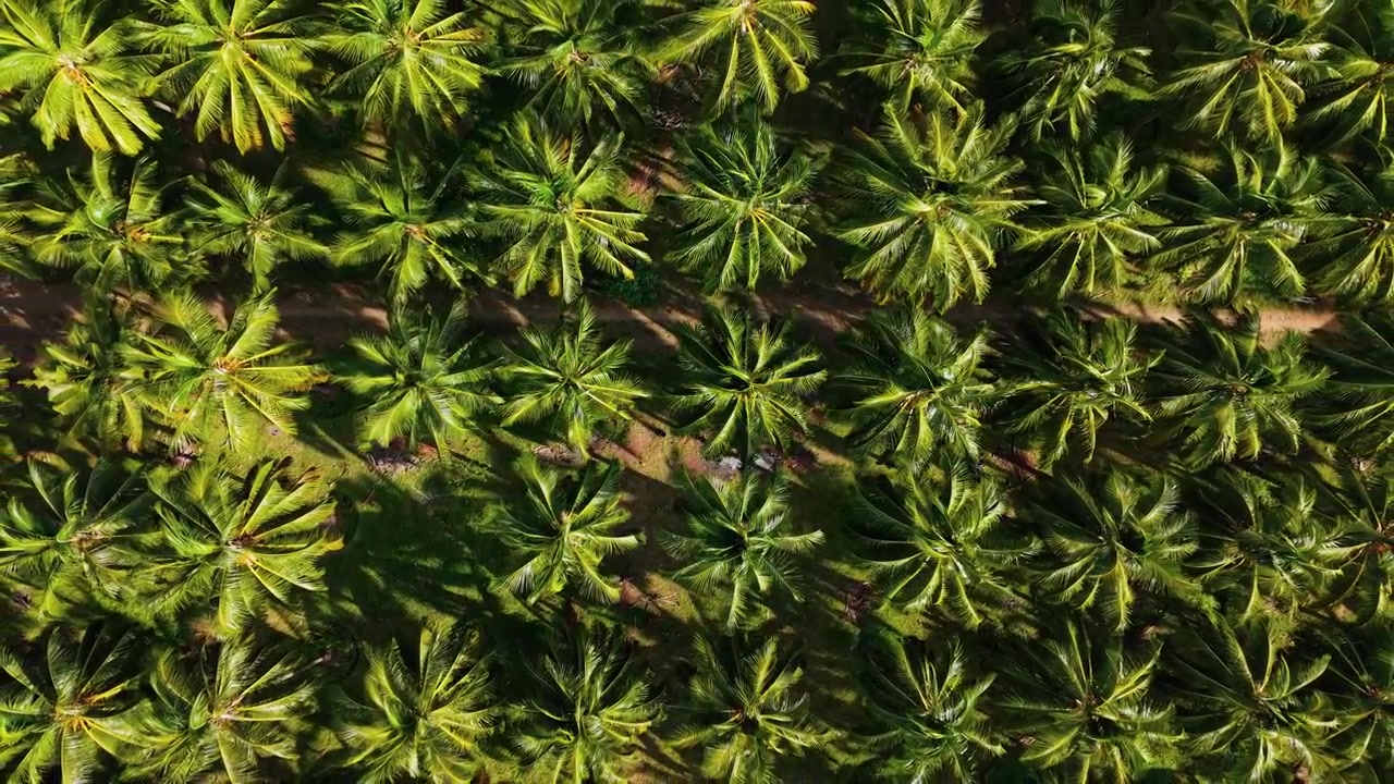 Aerial drone top down view of coconut palm tree plantation in South India, lush green tropical canopy in symmetrical rows with a dirt path cutting through the farm, sunlight and shadows fall.