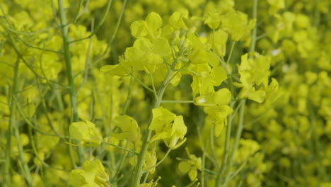 closeup downward view of bright yellow rapeseed canola flowers in field