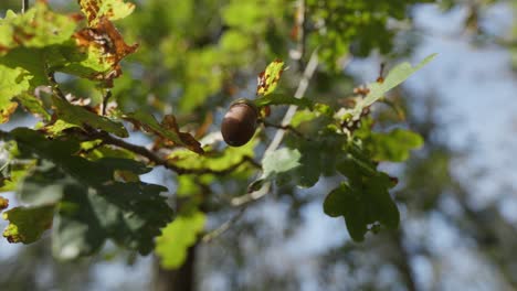 roble con bellota
