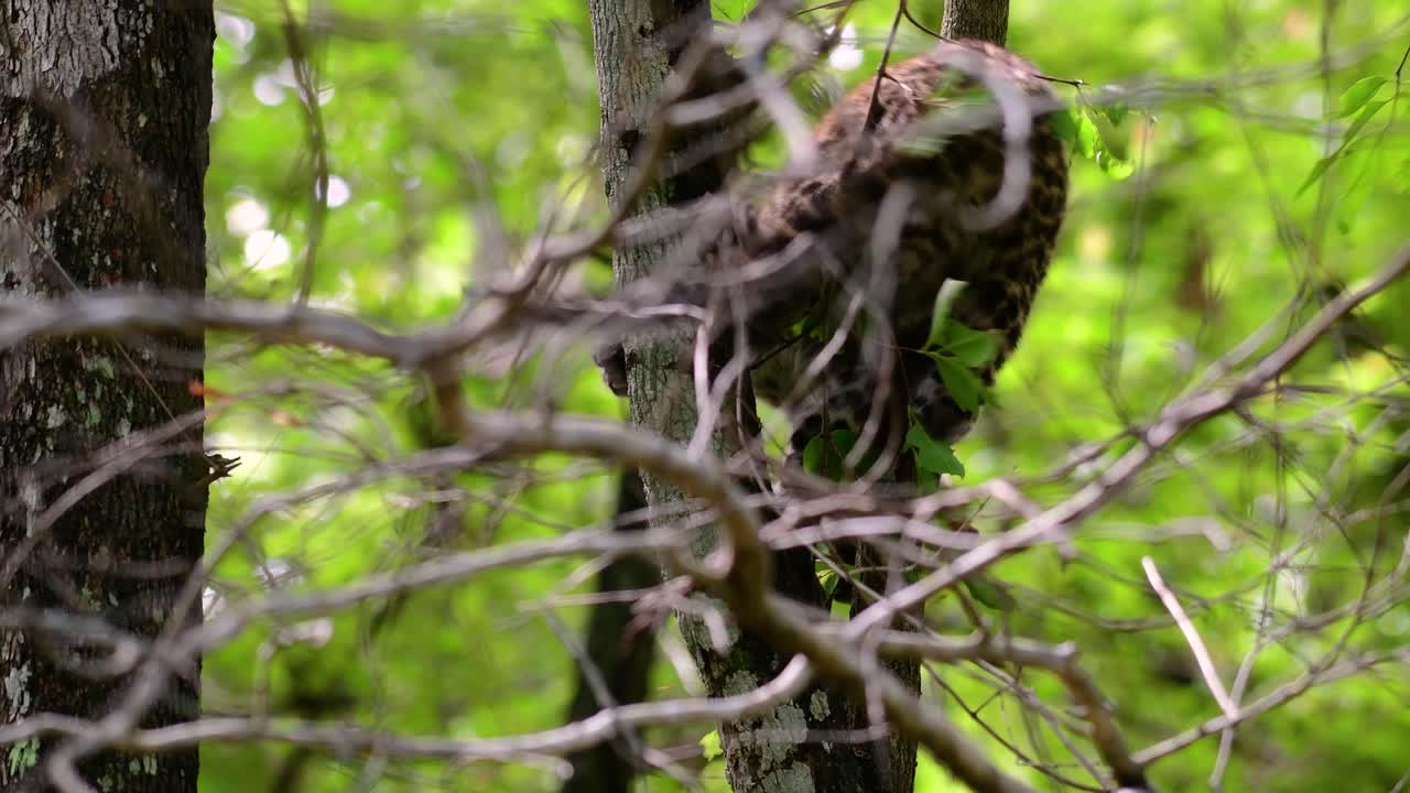 el leopardo de indochina es una especie vulnerable y uno de los grandes felinos de tailandia