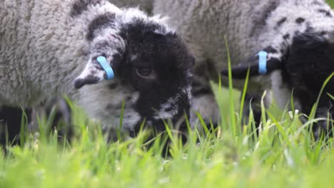 lambs grazing close up 02