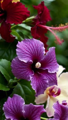 colorful hibiscus flowers