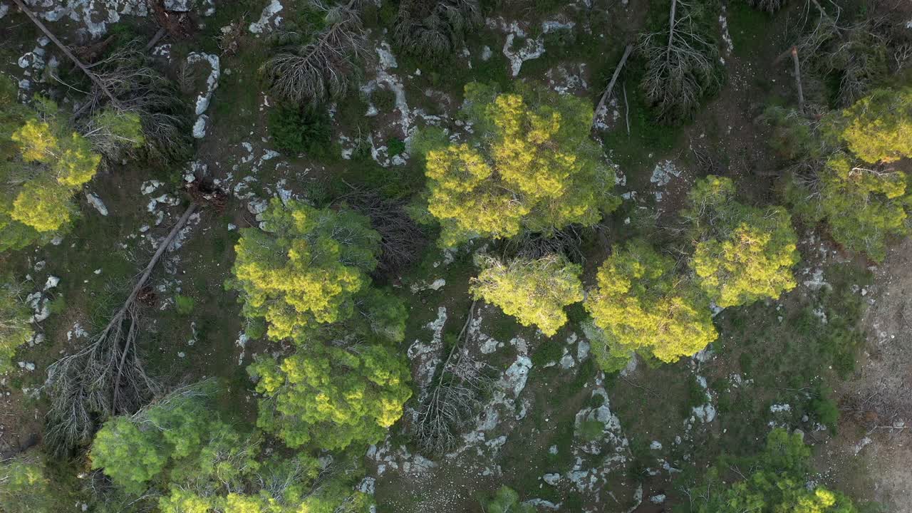 嵐で損傷した森