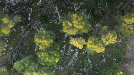 bosque dañado después de una tormenta