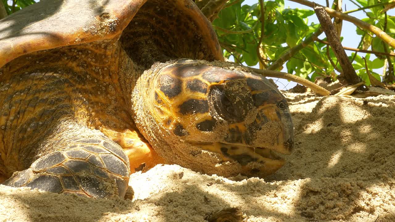 tortuga carey descansando en la playa antes de construir un nido para las crías