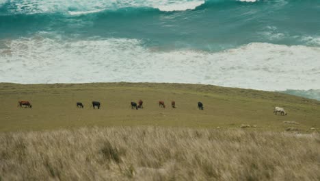 Ganado-En-La-Costa-De-La-Playa-Con-Océano-Azul