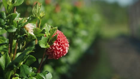 perfectly blooming dahlia flowers