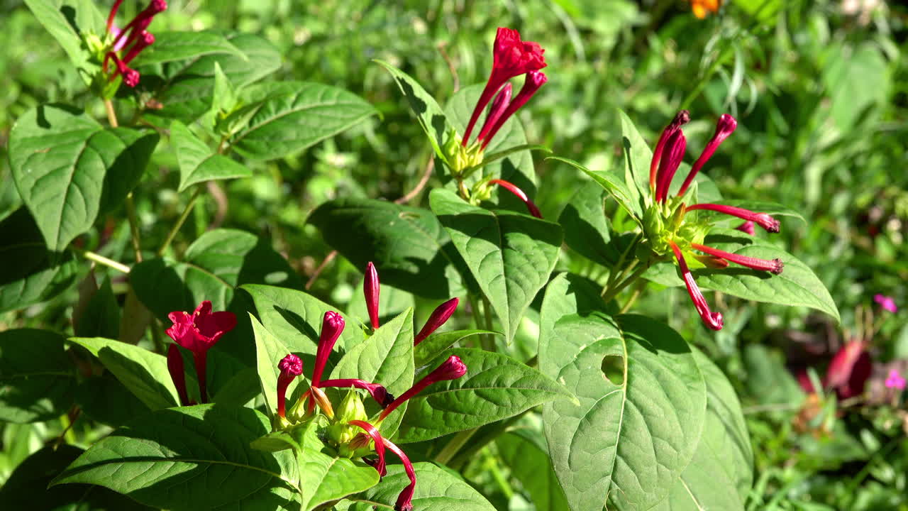 Four o'clock flower (Mirabilis jalapa) grows in a meadow
