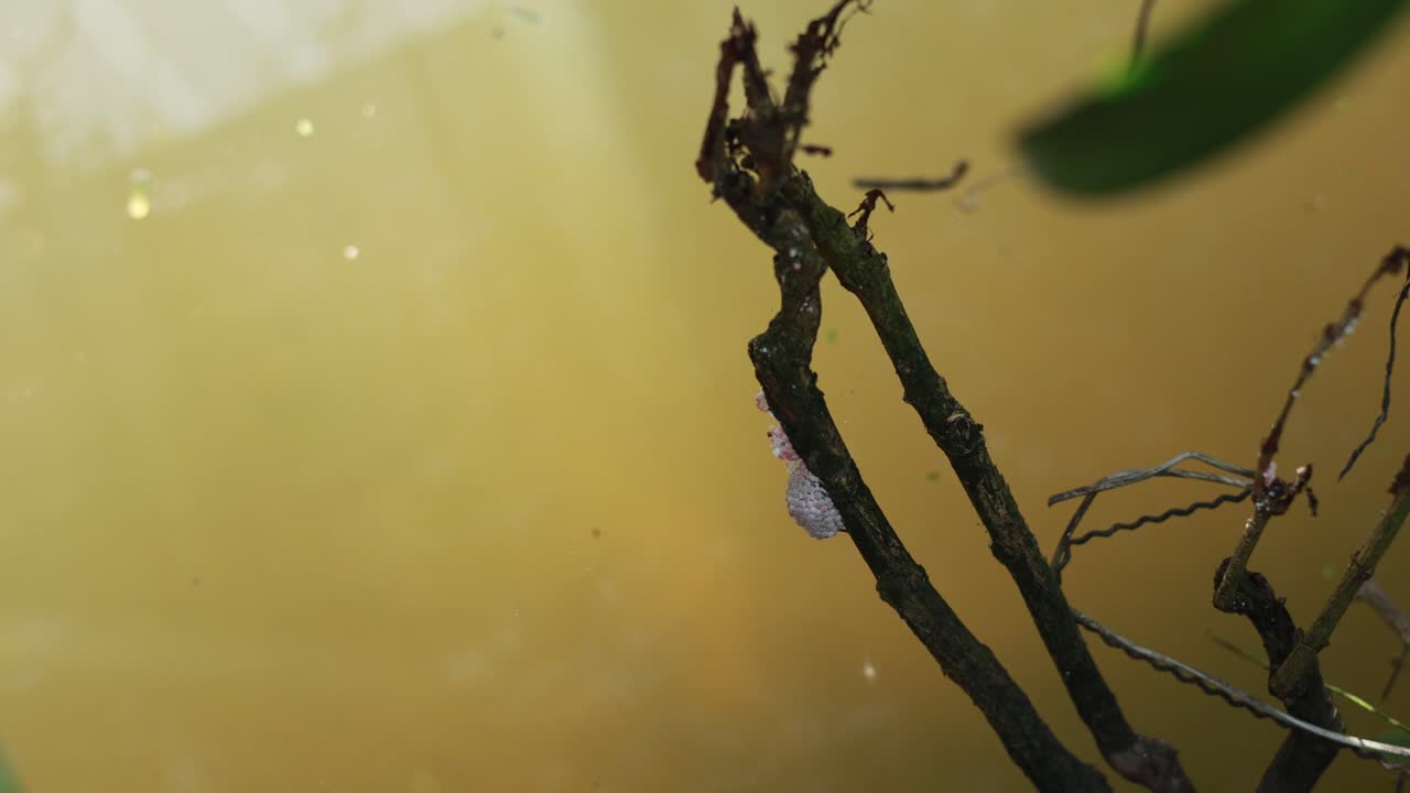 Close-up of apple snail eggs on a branch above murky water, with natural lighting and a serene atmosphere