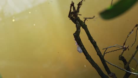 Close-up of apple snail eggs on a branch above murky water, with natural lighting and a serene atmosphere