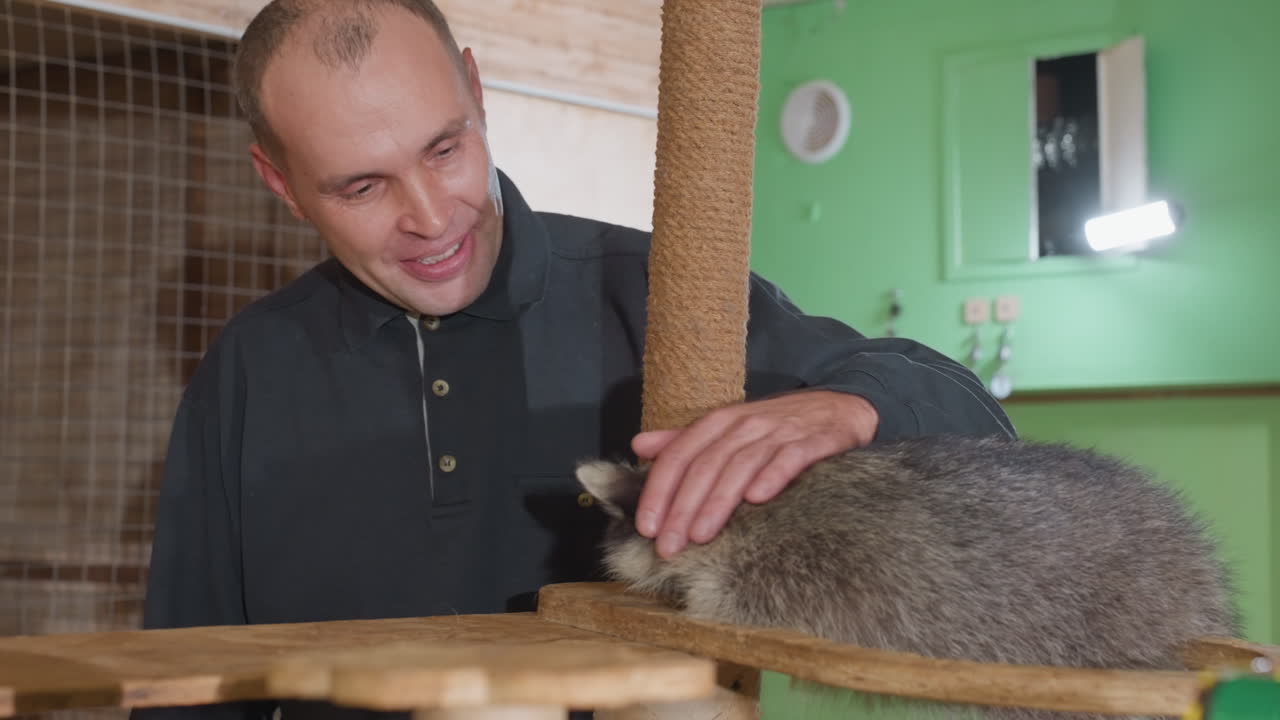 Homem acariciando um guaxinim em plataforma de madeira, cena aconchegante de abrigo com paredes verdes e cenário de cercado, cuidador sorrindo enquanto acaricia o pelo, interação de construção de confiança e manuseio delicado, treinamento