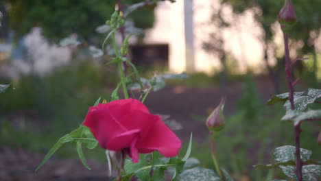 Cerrar-Imágenes-De-Rosal-En-Un-Jardín-De-La-Casa-En-Kalamata-Cámara-Lenta