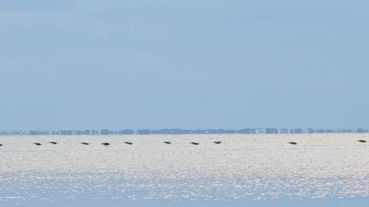 세인트 조셉 만을 가로질러 저녁에 파동이 생기고 갈색 펠리칸  ⁇ 가 날아갑니다.