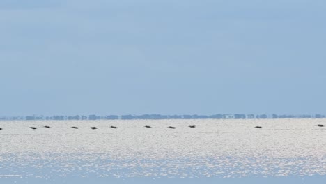 Ripples-in-the-evening-across-Saint-Joseph-Bay-and-a-flock-of-brown-pelicans-flies-by