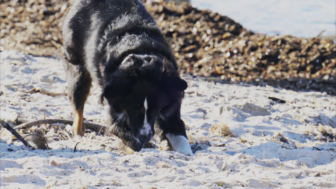 Close up of a black and white dog digging in the sand at the beach