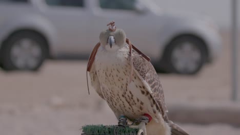 Falcon-with-a-hood-sitting-on-a-perch-in-a-desert-area,-car-in-the-background