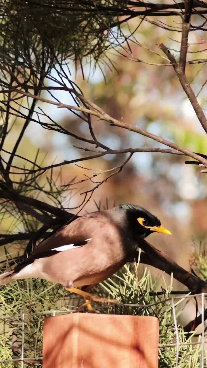 el myna común se alza entre los árboles en el zoológico de melbourne.