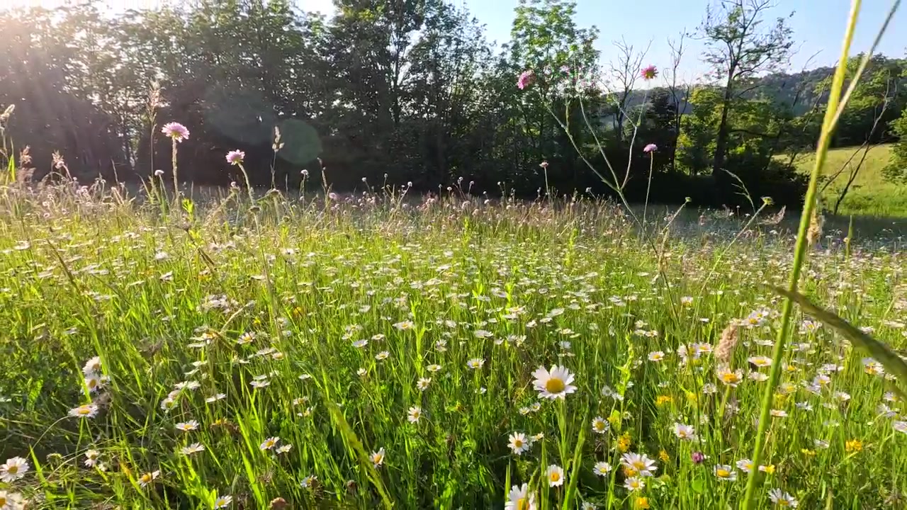 Wildflower Meadow with Daisies Swaying in the Breeze