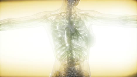 Röntgenbild-Des-Menschlichen-Körpers