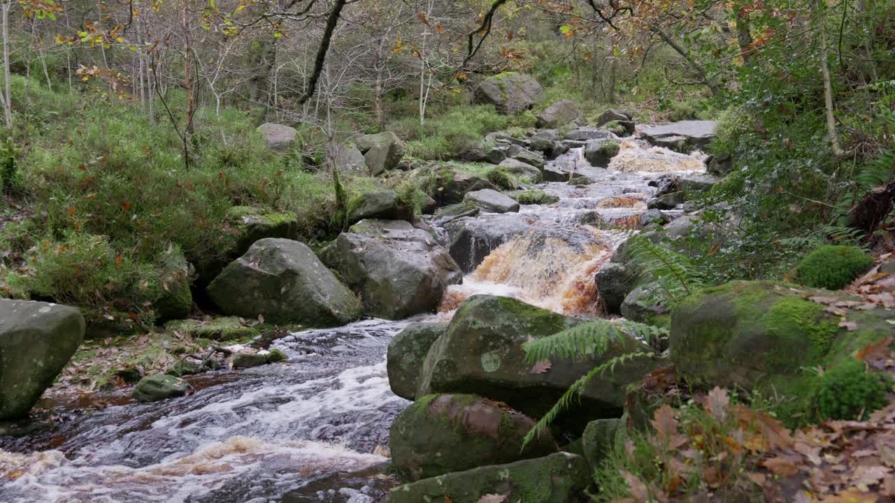 Peaceful woodland in autumn and winter, with a tranquil stream beside the riverbank, golden oaks releasing bronze leaves