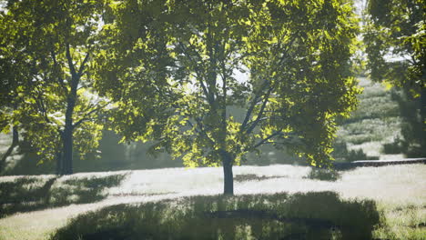 Lush-green-young-leaves-of-maple-illuminated-by-bright-sunlight-at-spring