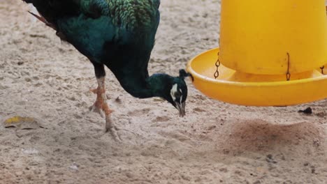 picoteo de pavo real para buscar comida en el suelo y comer algunas semillas de maíz