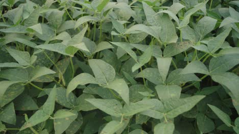 closeup view of soybean leaves in soybean field