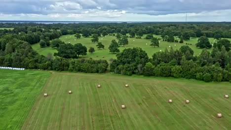 agricultural landscape in estonia with fields after harvesting, white bales of straw - truck shot