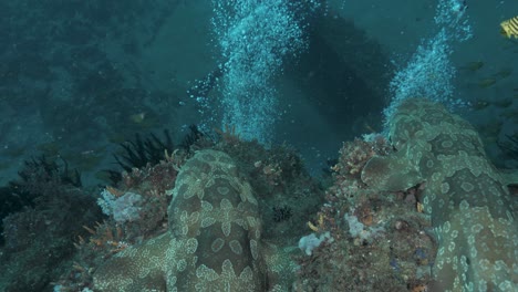 two sharks sit and watch a scuba diver working on an underwater pipeline and infrastructure project deep in the ocean