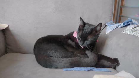 black cat wearing a pink bow bathing herself