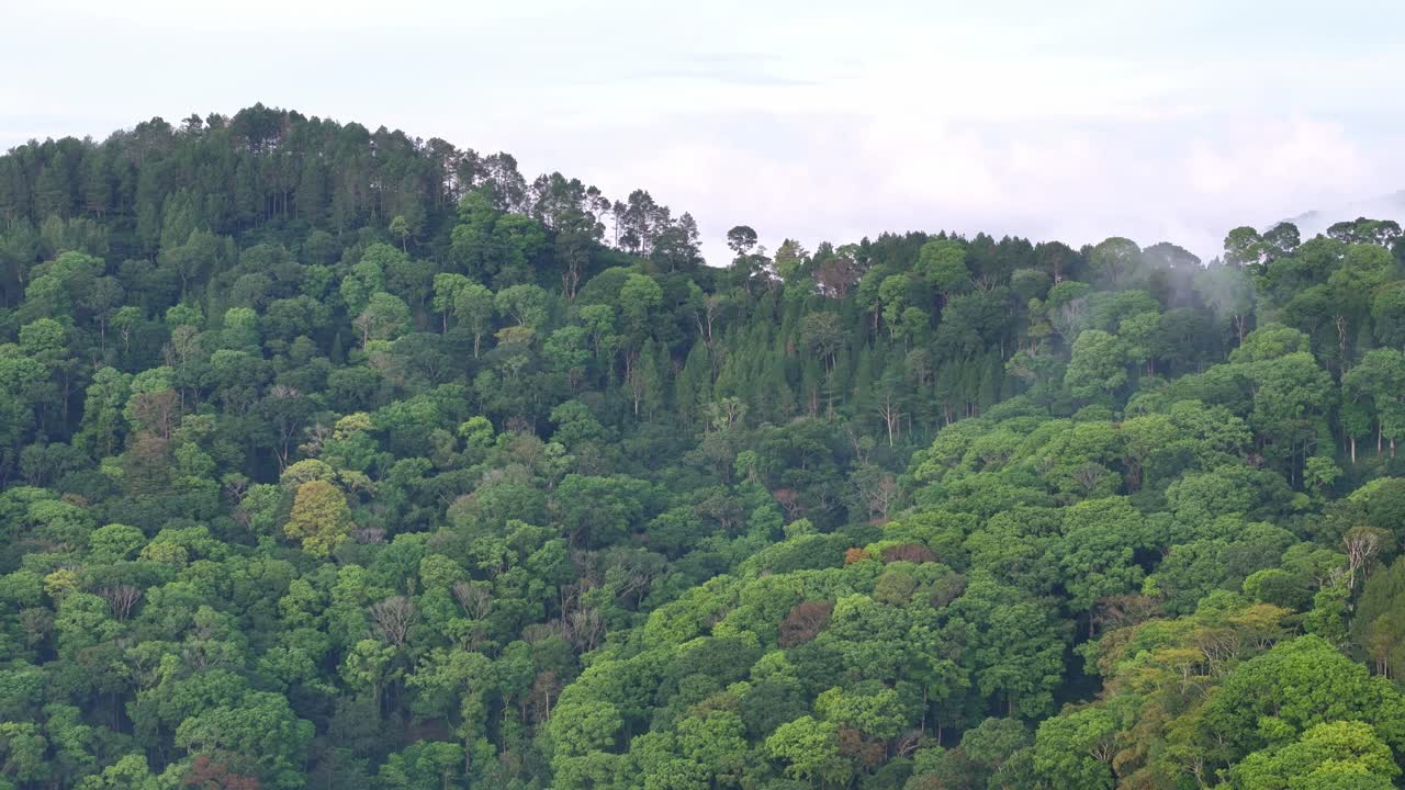 Drone view showing a thick tropical forest with various shades of green trees. The footage highlights the freshness and tranquility of unspoiled natural landscape