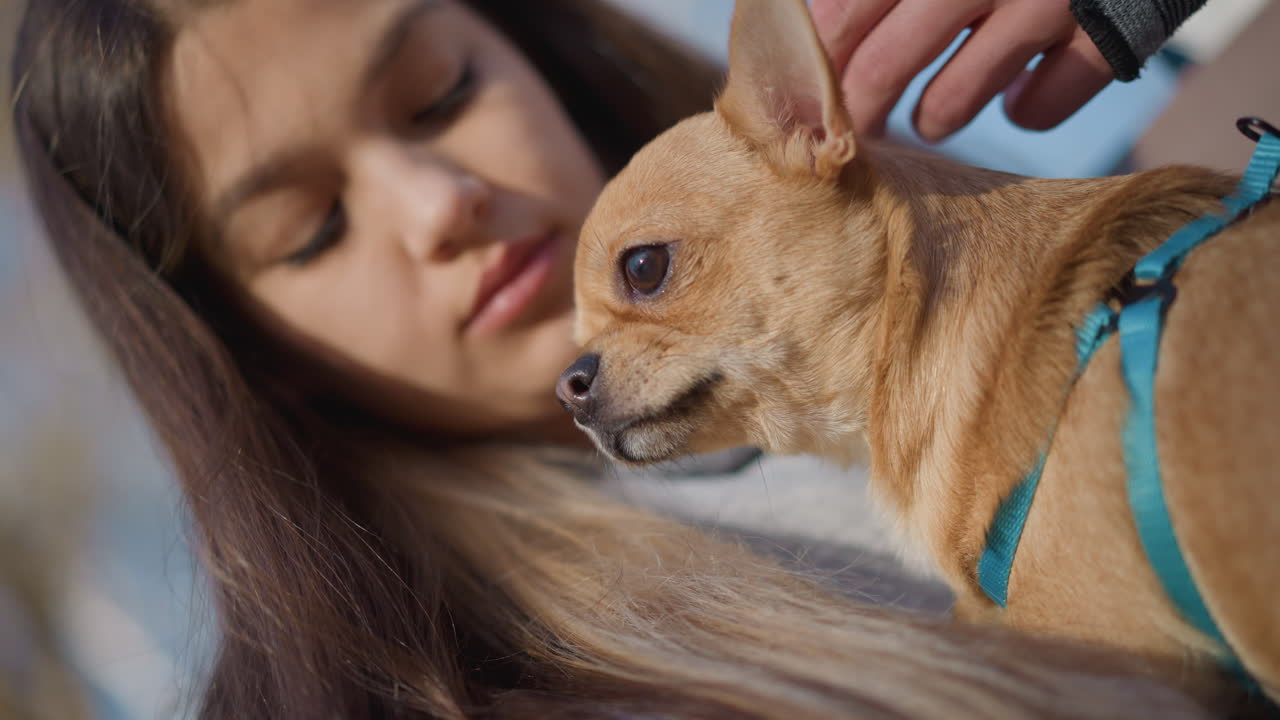 Una joven acaricia a una pequeña mascota en un entorno natural. Una mujer caucásica comparte un tierno momento con un chihuahua en el exterior. Una joven le da un beso suave y acaricia a su pequeño y peludo compañero al aire libre.