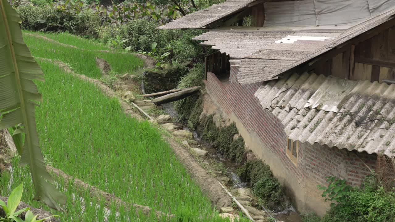 Rural farm house with water flowing downhill beside green crops, Sapa, Vietnam