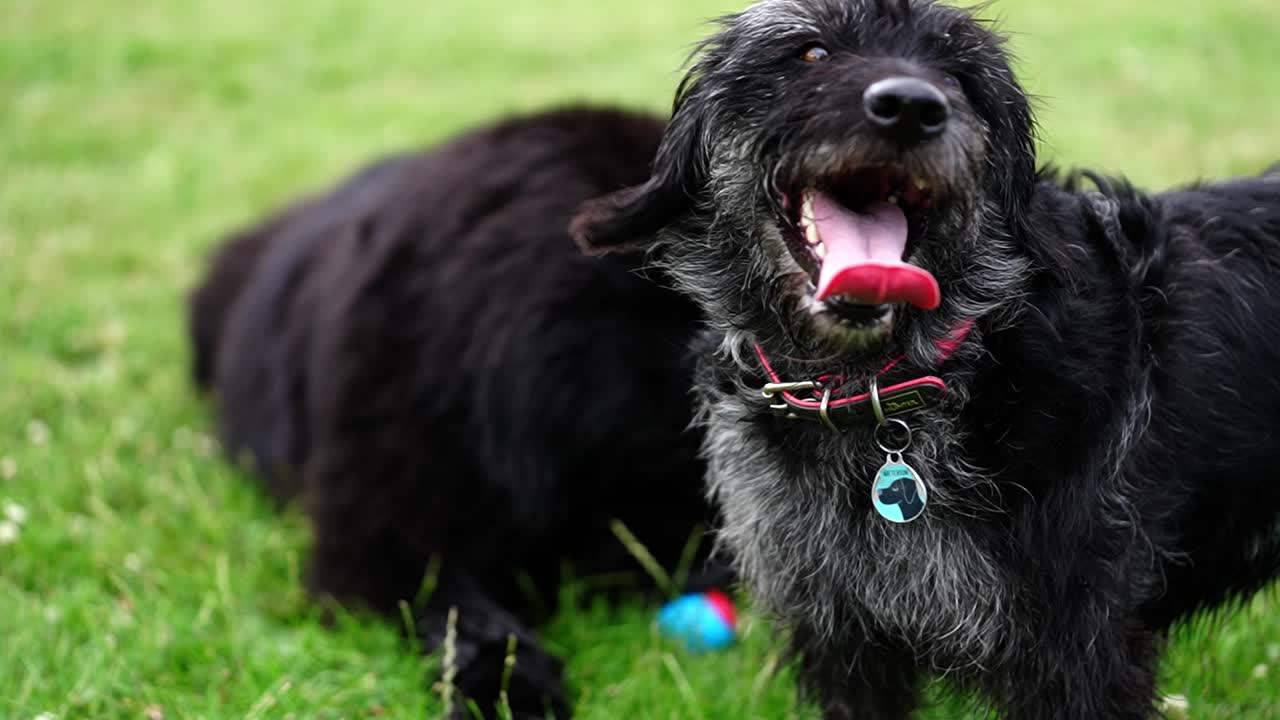 minuature labradoodle de pie, jadeando con la lengua afuera mirando feliz después de una larga caminata con un gran perro negro de terranova acostado en el suelo en el fondo