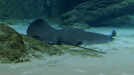 a giant freshwater stingray swimming at the bottom of a clean blue river  - closeup shot