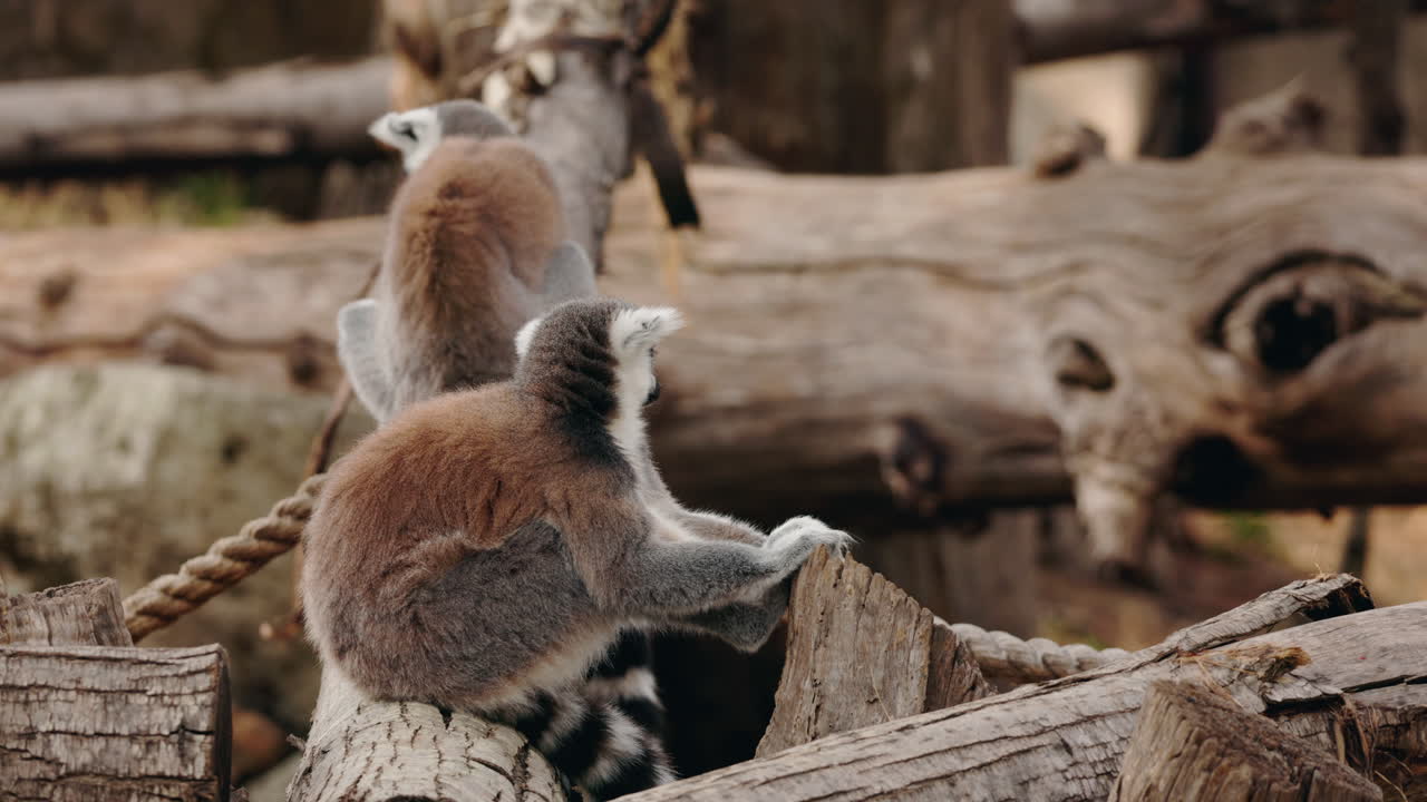 Lemurs in their natural habitat