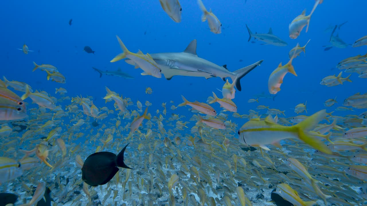 Grey reef shark swims through a big school of goatfish at the tropical coral reef of Fakarava, French Polynesia - slow motion
