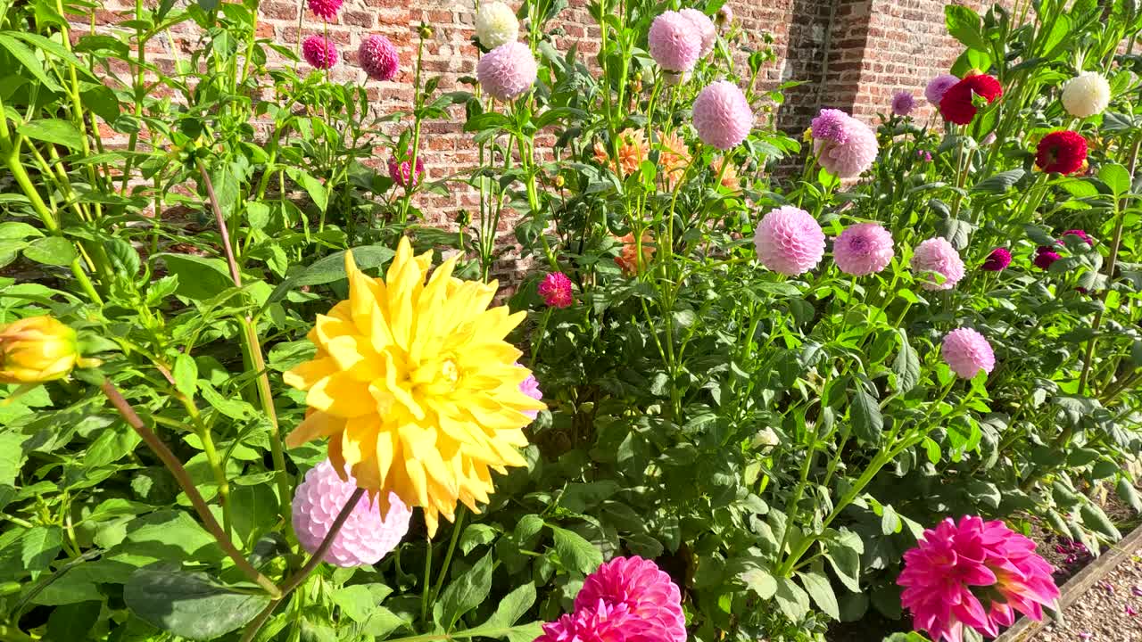 Ein langsamer Kameraschwenk enthüllt leuchtend gelbe, rosa und rote Pompon-Dahlien, die in einem sonnigen botanischen Garten neben einer Ziegelmauer blühen.