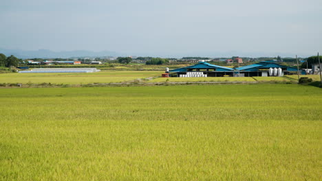 scenic yellow rice farm fields in gunsan, south korea - tilt up