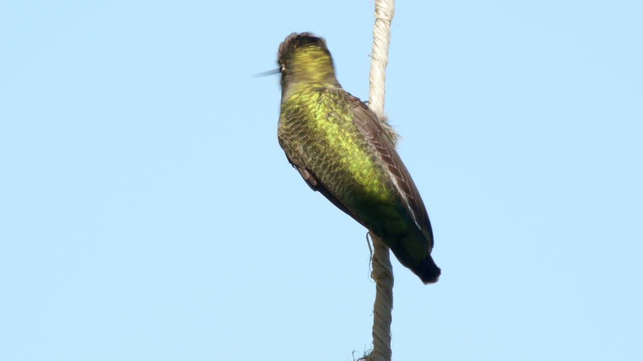cámara lenta de colibrí verde tomando vuelo
