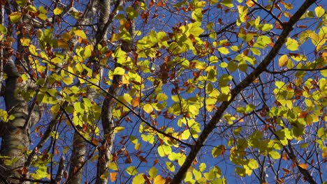 Hojas-Doradas-Sacudidas-Por-La-Brisa-Ligera-En-Otoño,-Fondo-De-Cielo-Azul-De-Textura-Hermosa