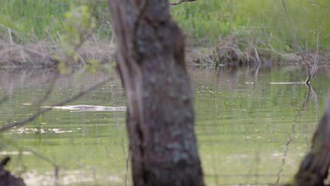 Eurasian-beaver-swims-leisurely-toward-half-submerged-trees,-tracking-shot