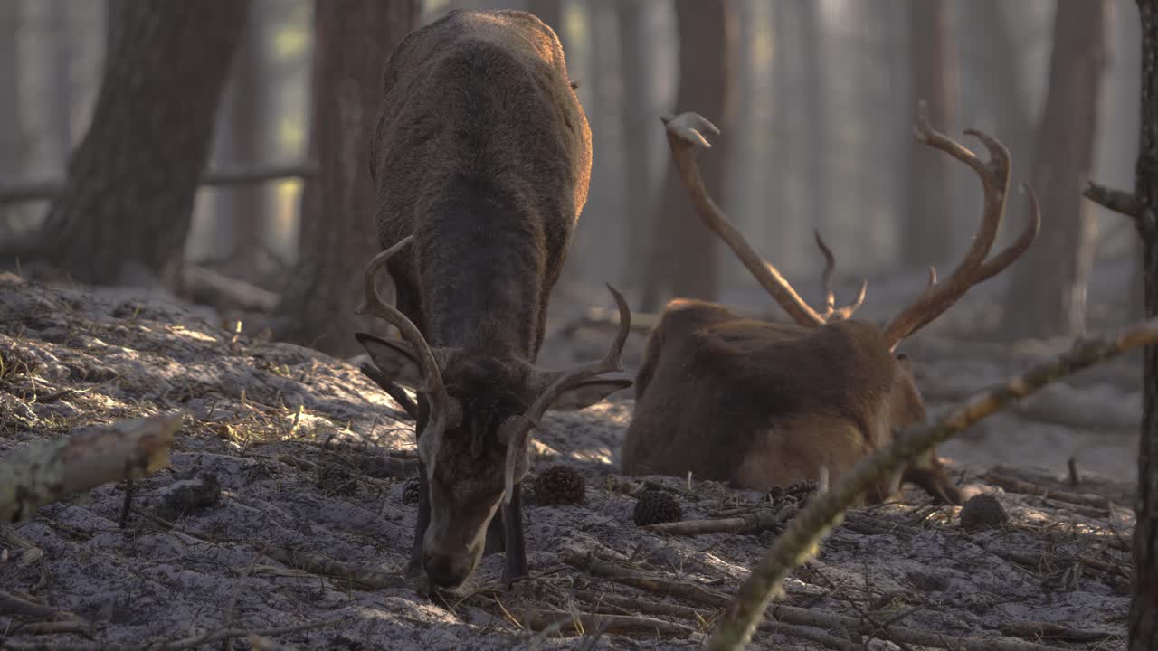 Cervo rosso che si nutre a terra nella foresta, primo piano frontale, animali selvatici in Portogallo.