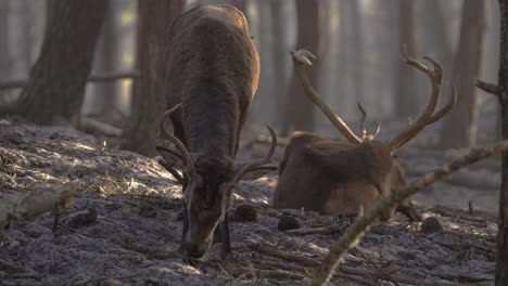 Red-deer-eating-from-ground-in-forest,-closeup-front-view,-wildlife-animals-in-Portugal