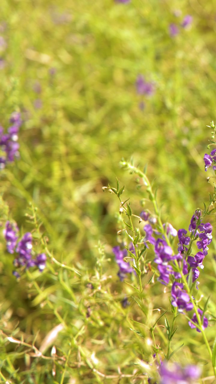 Primo piano di fiori selvatici di Angelonia angustifolia viola che ondeggiano dolcemente sotto la brillante luce solare tropicale