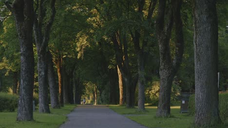 tree-lined pathway in a park with golden evening light, oslo norway