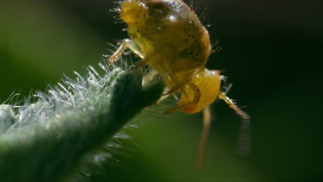 Macro profile view of Yellow Globular Springtail on tip of foliage in woods