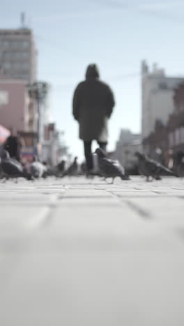 person walking on city street with pigeons