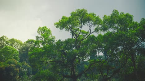 Lush-green-trees-in-Khao-Sok-National-Park-with-a-bright-sky-above