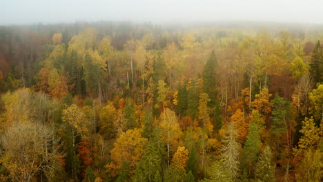 Bosque-De-Otoño-Amarillo-Cubierto-De-Niebla